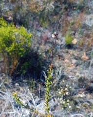 Ursinia dentata