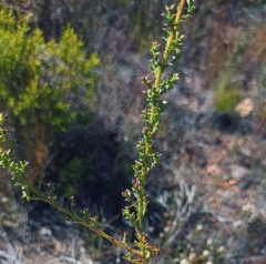 Ursinia dentata