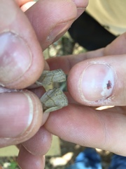 Nhambikuara cerradensis