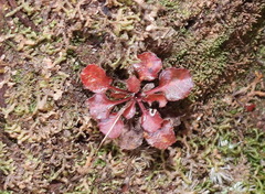 Shortia rotundifolia