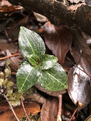 Goodyera biflora