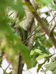 Kentropyx altamazonica