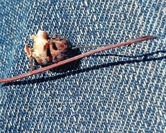 Ursinia dentata