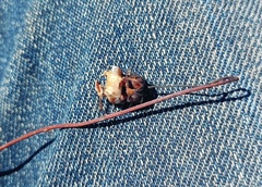 Ursinia dentata
