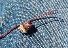 Ursinia dentata