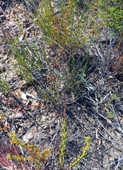 Ursinia dentata