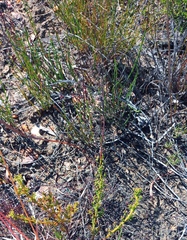 Ursinia dentata