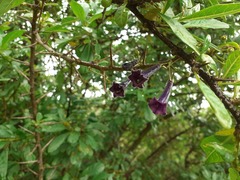 Dunalia spinosa