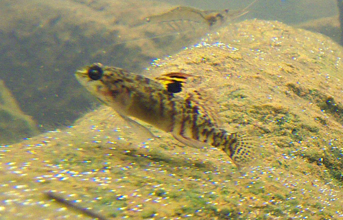 Redigobius macrostoma