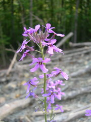 Hesperis pycnotricha