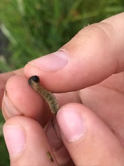 Rhadinoceraea micans