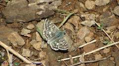Muschampia tessellum