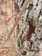 Smilax auriculata image