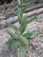 Hesperis pycnotricha