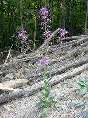 Hesperis pycnotricha