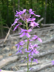 Hesperis pycnotricha