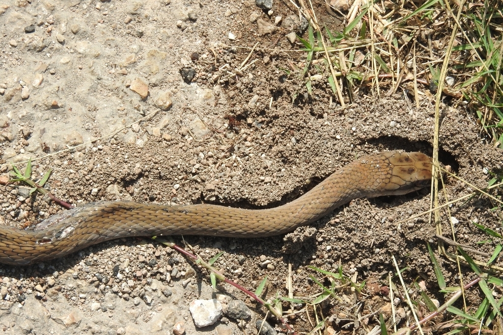Salmon-bellied Racer