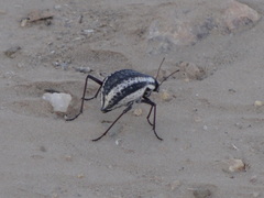 Stenocara gracilipes