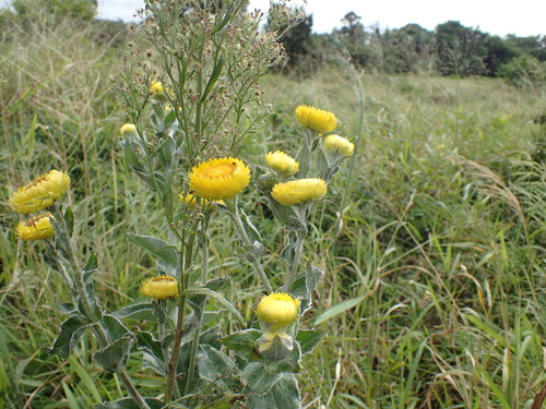 Image of Helichrysum decorum by (c) Mahomed Desai, some rights reserved (CC BY)