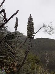 Puya weberbaueri