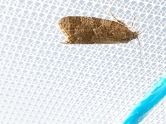 Cnephasia incertana