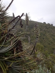 Puya weberbaueri