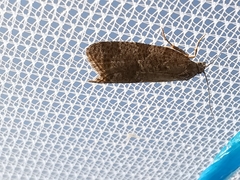 Cnephasia incertana