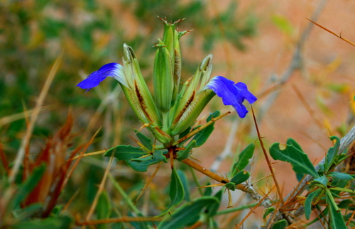 Image of Blepharis gigantea by (c) Jessica, some rights reserved (CC BY)