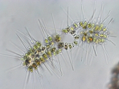 Asterionellopsis glacialis