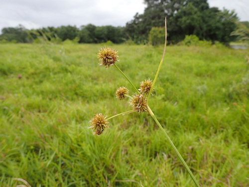 Image of Rhynchospora holoschoenoides by (c) Mahomed Desai, some rights reserved (CC BY)