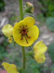 Verbascum spectabile