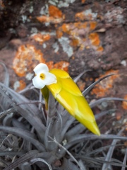 Allardtia