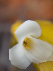 Allardtia