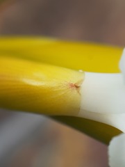 Allardtia