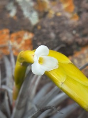 Allardtia