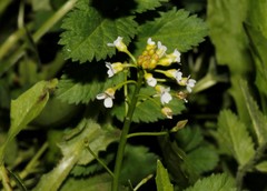 Capsella grandiflora