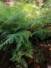 Hypolepis sparsisora