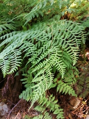 Hypolepis sparsisora