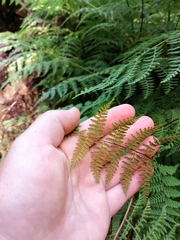 Hypolepis sparsisora