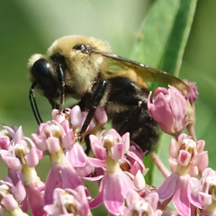 Bombus griseocollis