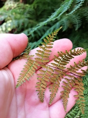 Hypolepis sparsisora