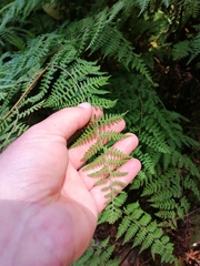 Hypolepis sparsisora