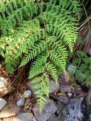 Hypolepis sparsisora