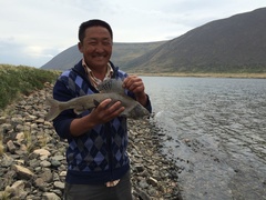 Thymallus brevirostris