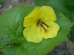 Verbascum spectabile