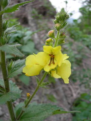 Verbascum spectabile