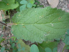 Verbascum spectabile