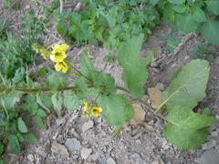 Verbascum spectabile