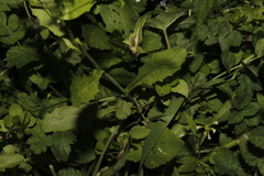 Capsella grandiflora