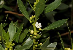 Myoporum tenuifolium